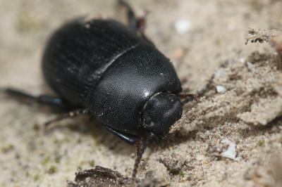  Nalassus assimilis (Küster, 1850)