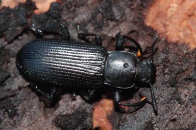  Menephilus cylindricus (Herbst, 1784)