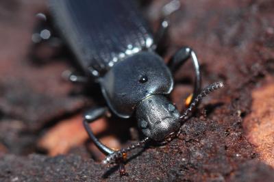  Menephilus cylindricus (Herbst, 1784)