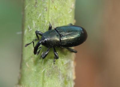  Aulacobaris coerulescens (Scopoli, 1763)