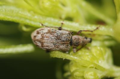  Polydrusus tereticollis (De Geer, 1775)