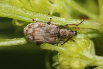  Polydrusus tereticollis (De Geer, 1775)