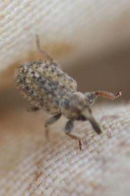  Hypera pastinacae (Rossi, 1790)
