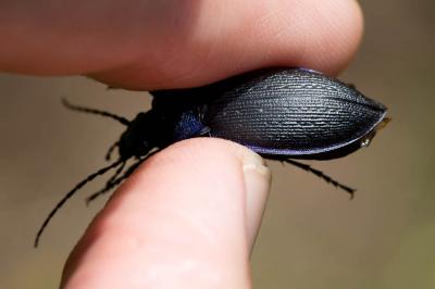 Carabe problématique Carabus problematicus Herbst, 1786
