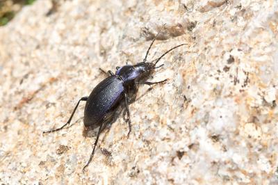 Carabe problématique Carabus problematicus Herbst, 1786