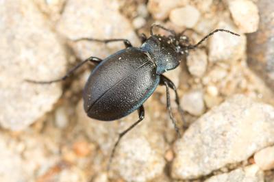  Carabus convexus Fabricius, 1775