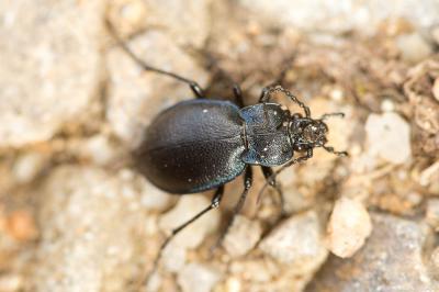  Carabus convexus Fabricius, 1775
