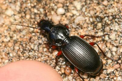  Pterostichus madidus (Fabricius, 1775)