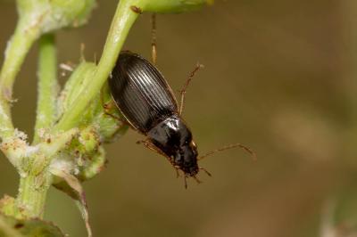  Stenolophus marginatus Dejean, 1829