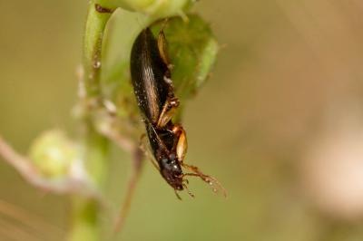  Stenolophus marginatus Dejean, 1829