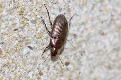  Amara eurynota (Panzer, 1797)