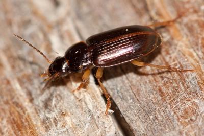  Stenolophus marginatus Dejean, 1829