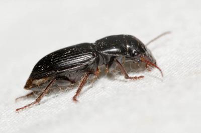 Bupreste paresseux Zabrus tenebrioides (Goeze, 1777)