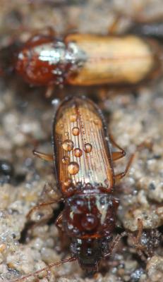  Parophonus mendax (P. Rossi, 1790)