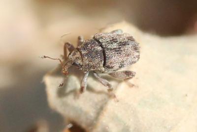  Hypurus bertrandi (Perris, 1852)