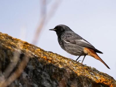 Rougequeue noir Phoenicurus ochruros (S. G. Gmelin, 1774)