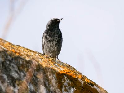 Rougequeue noir Phoenicurus ochruros (S. G. Gmelin, 1774)