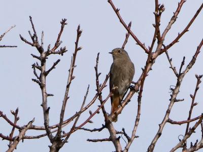 Rougequeue noir Phoenicurus ochruros (S. G. Gmelin, 1774)