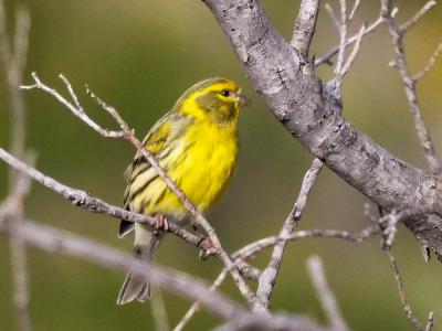 Serin cini Serinus serinus (Linnaeus, 1766)