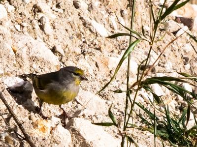 Venturon montagnard Carduelis citrinella (Pallas, 1764)