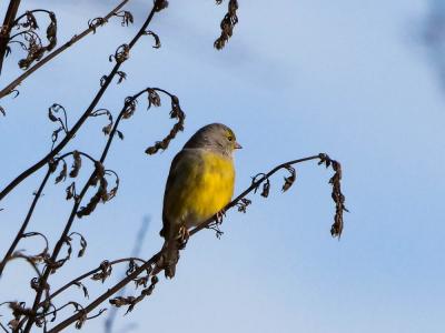 Venturon montagnard Carduelis citrinella (Pallas, 1764)