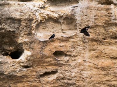 Choucas des tours Corvus monedula Linnaeus, 1758
