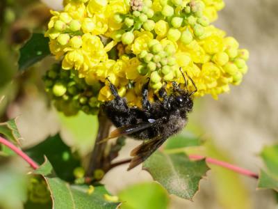 Abeille charpentière, Xylocope violet Xylocopa violacea (Linnaeus, 1758)