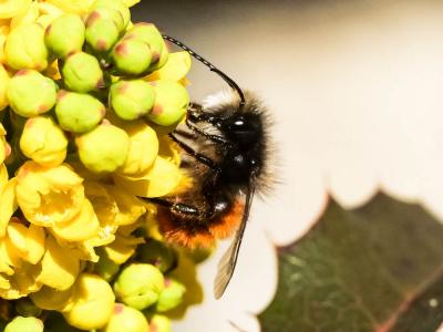  Osmia cornuta (Latreille, 1805)