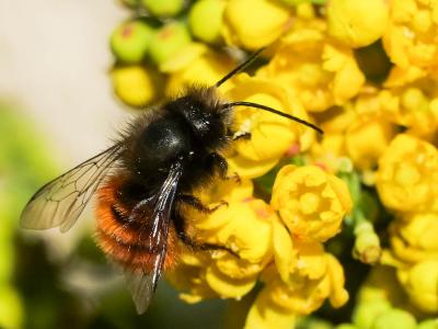  Osmia cornuta (Latreille, 1805)
