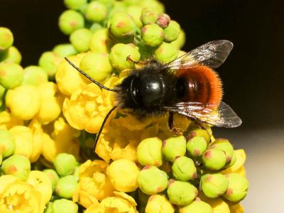  Osmia cornuta (Latreille, 1805)