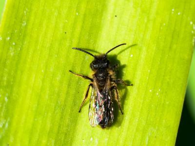  Andrena bicolor Fabricius, 1775