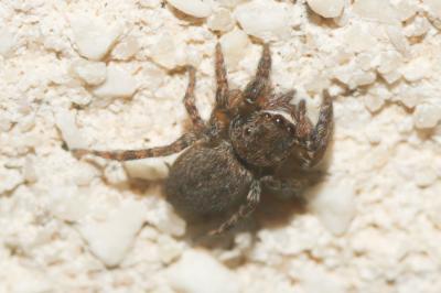  Euophrys rufibarbis (Simon, 1868)