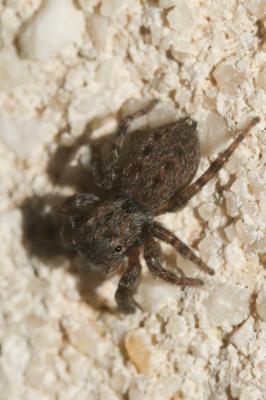  Euophrys rufibarbis (Simon, 1868)