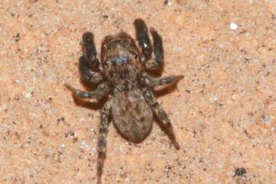  Euophrys rufibarbis (Simon, 1868)