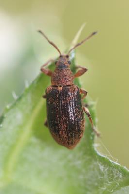  Phyllobius pyri (Linnaeus, 1758)