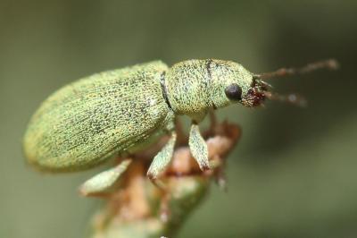 Pachyrhine de Lethierry Pachyrhinus lethierryi (Desbrochers des Loges, 1875)
