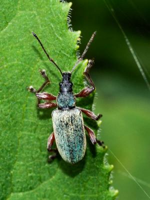  Phyllobius glaucus (Scopoli, 1763)