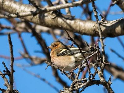 Pinson des arbres Fringilla coelebs Linnaeus, 1758