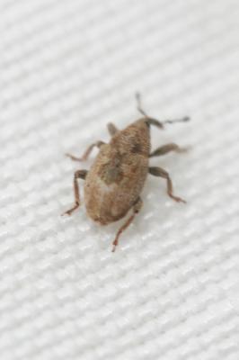  Sibinia arenariae Stephens, 1831
