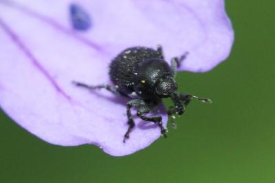 Zacladus geranii (Paykull, 1800)