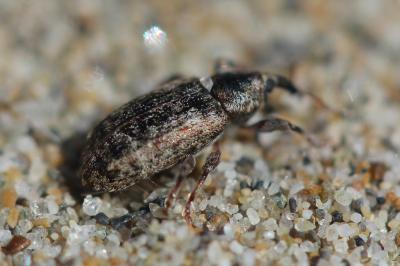 Dorytomus ictor (Herbst, 1795)