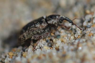 Dorytomus ictor (Herbst, 1795)