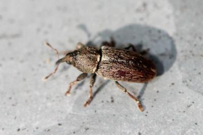  Tychius cuprifer (Panzer, 1799)