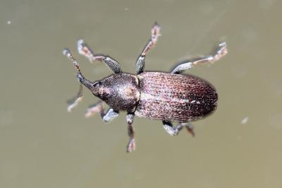  Tychius cuprifer (Panzer, 1799)