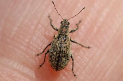  Polydrusus cervinus (Linnaeus, 1758)
