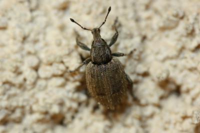  Graptus triguttatus (Fabricius, 1775)