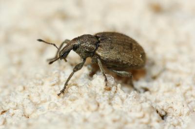  Graptus triguttatus (Fabricius, 1775)