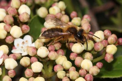  Andrena Fabricius, 1775