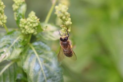 Abeille domestique, Abeille européenne, Abeille me Apis mellifera Linnaeus, 1758