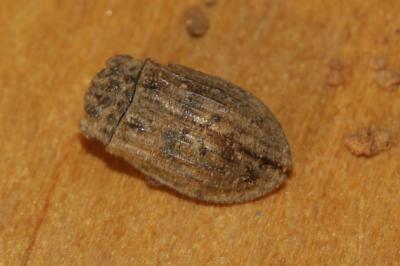  Helophorus rufipes (Bosc, 1791)
